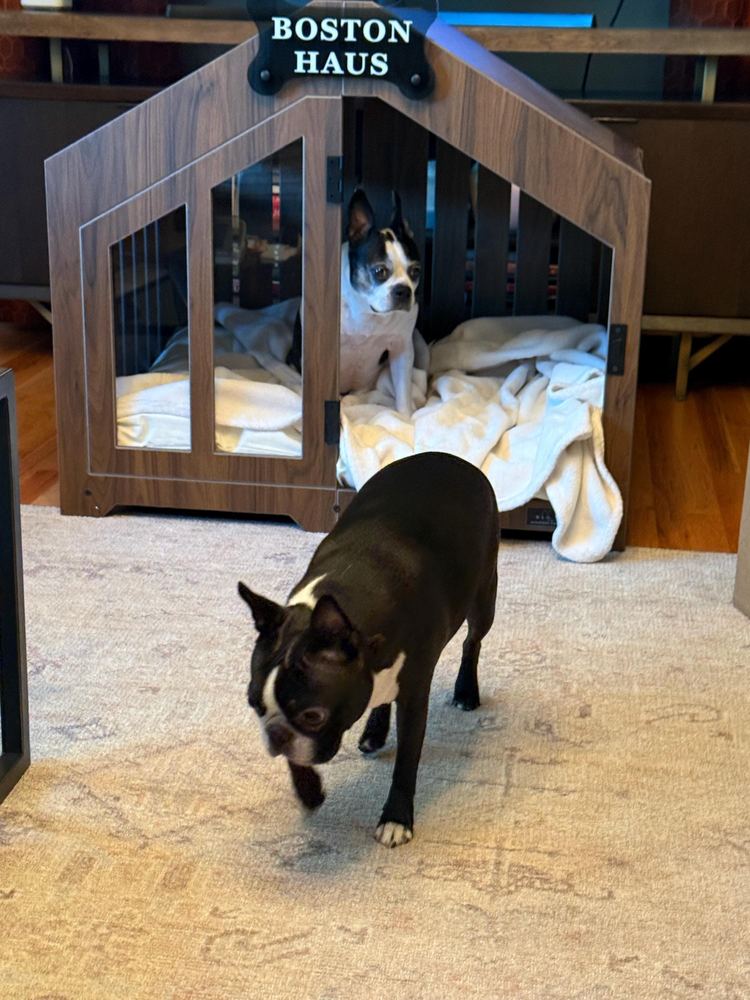 A customer’s Gabled dog house in Classic Walnut, Size 2. Customer photo from a review, Feb 2026.