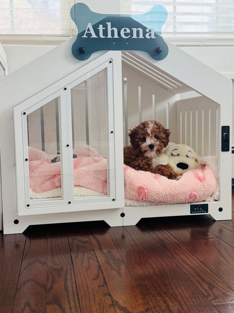 A customer’s Gabled dog house in Pure White. Customer photo from a review, Feb 2026.