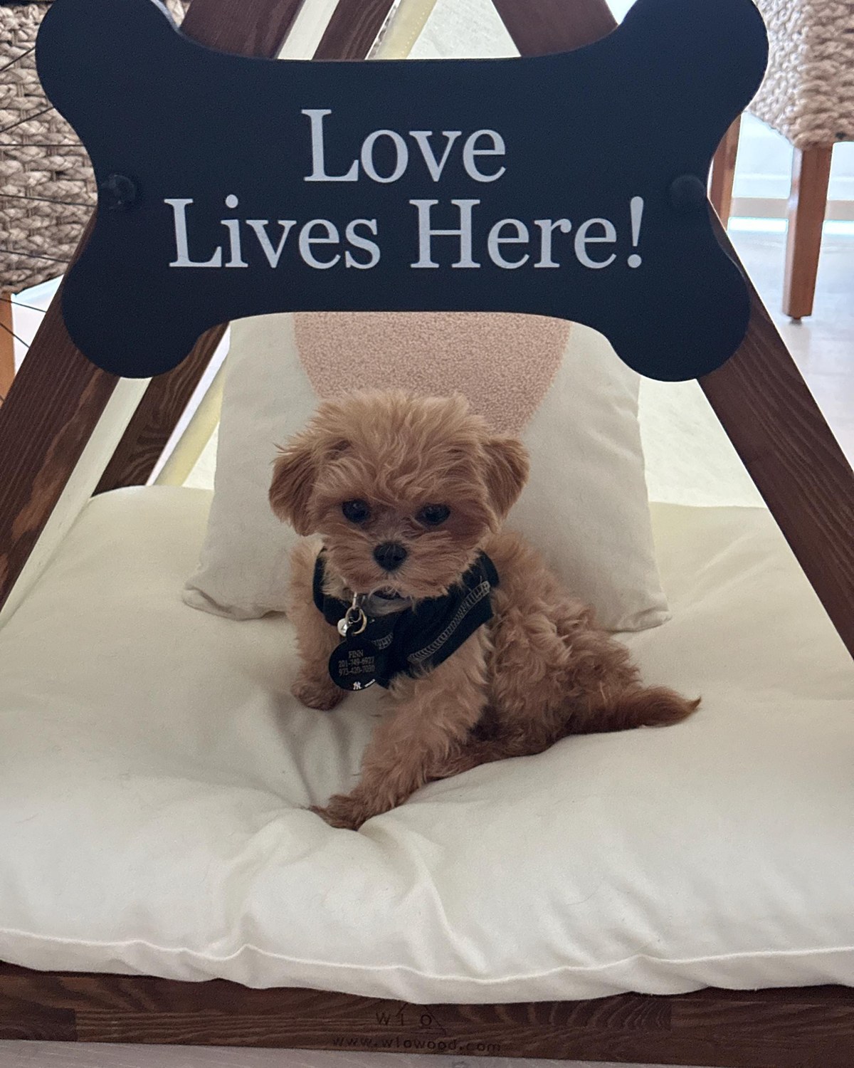 A customer’s Lakota dog house in Classic Walnut, Size 2. Customer photo from a review, Apr 2026.