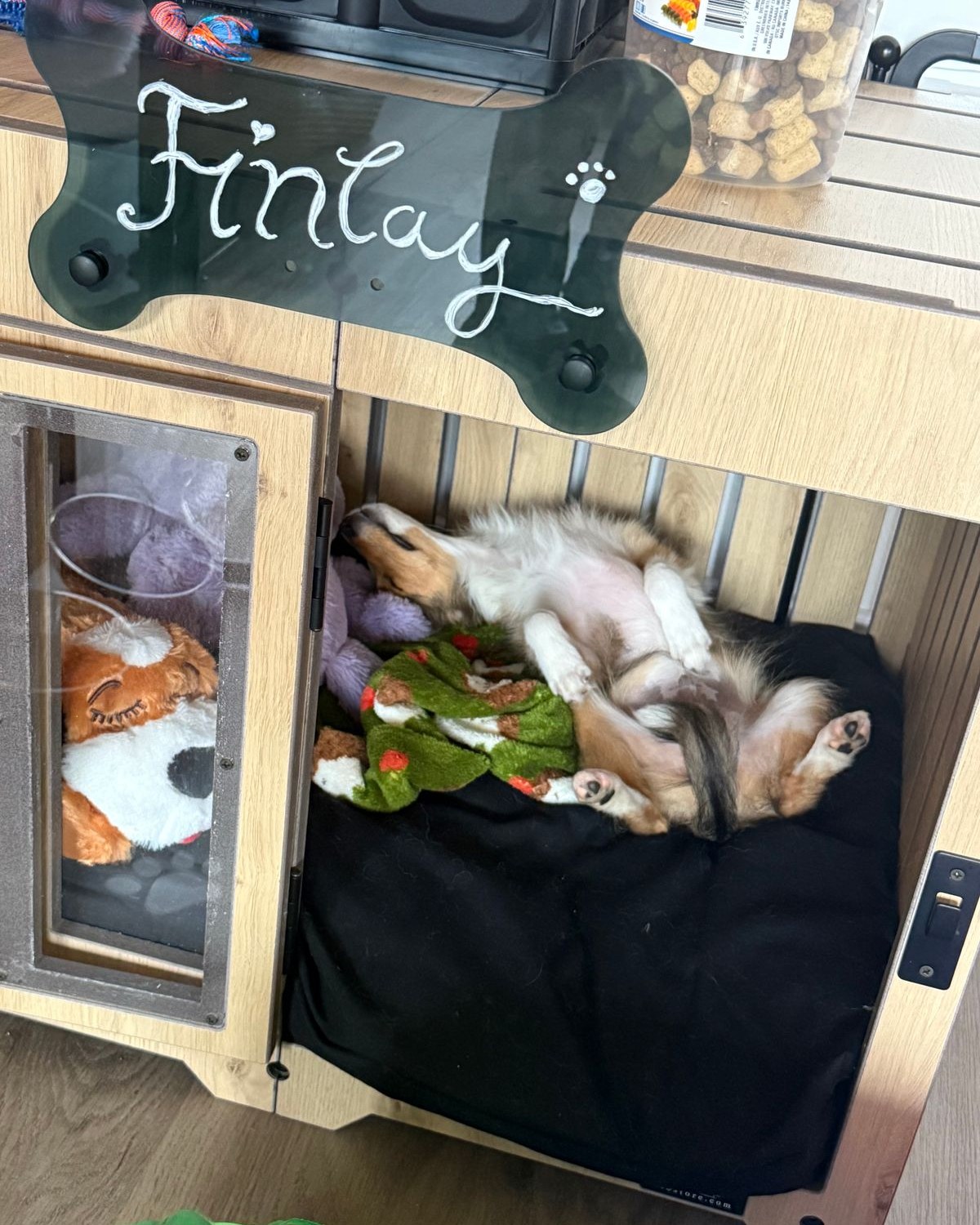 Finlay, a dog in a Pueblo dog house in Natural Oak. Customer photo from a review, Feb 2026.