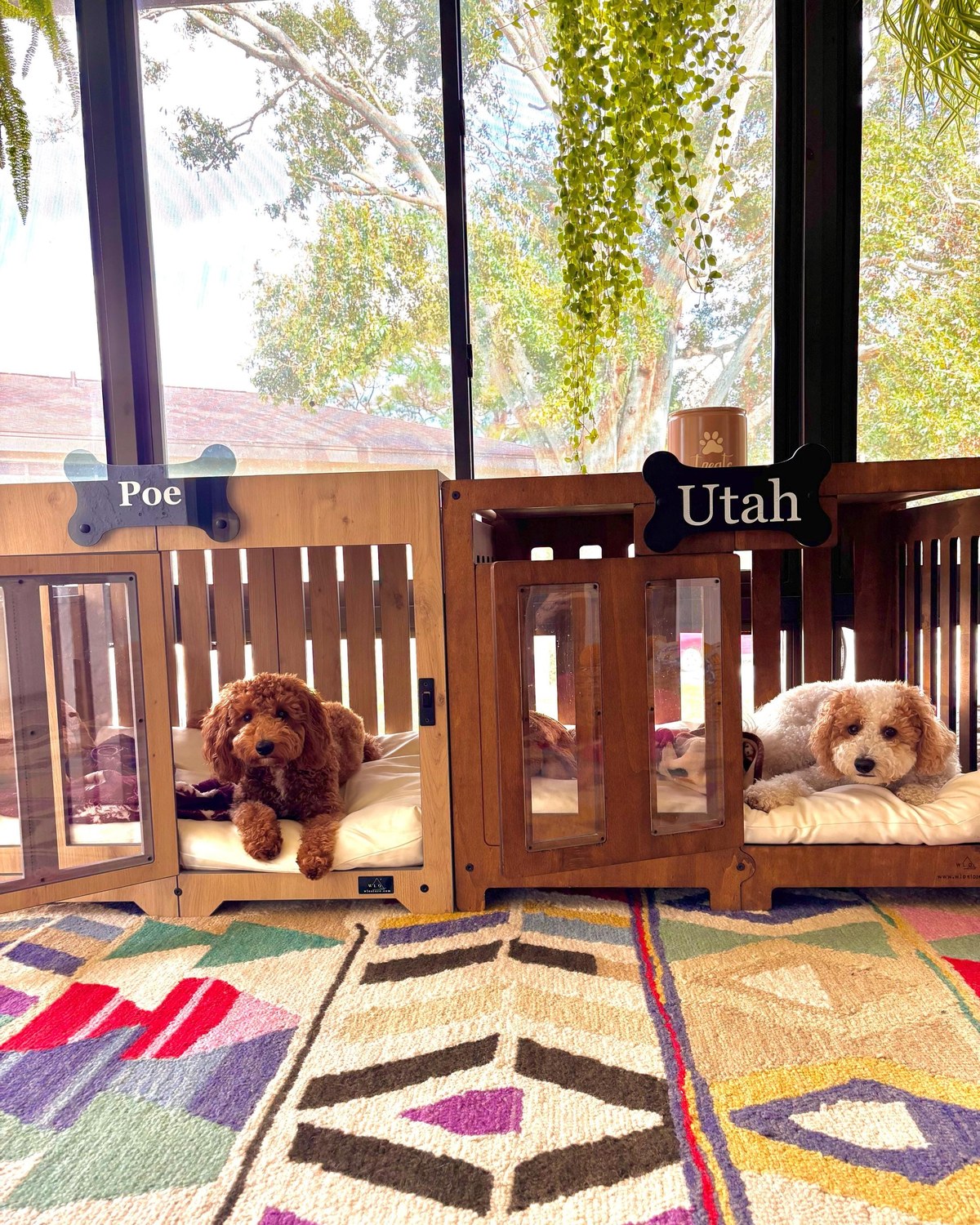 Poe & Utah, a dog in a Pueblo dog house in Oak + walnut, Size 2. Customer photo from a review, Jan 2026.